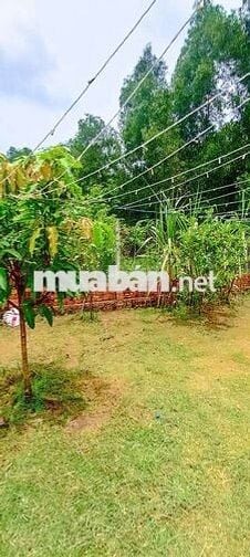 Bán 303mv đất vườn Vĩnh Tân TP HCM