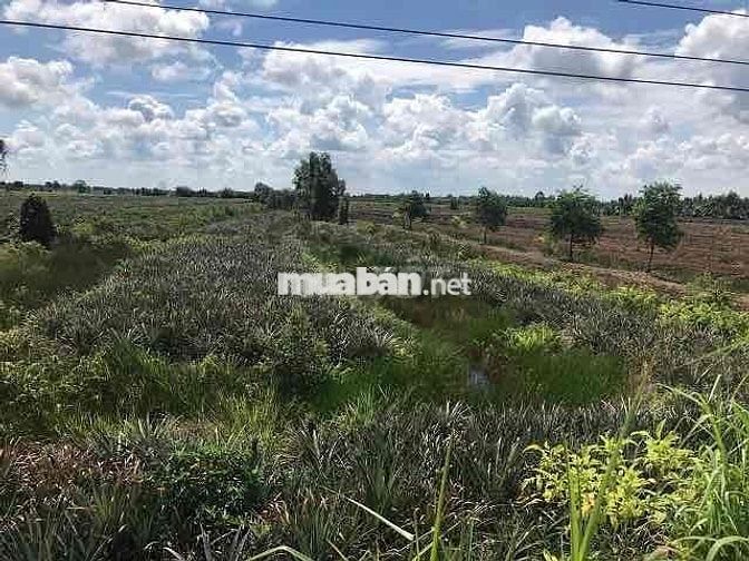 Bán đất mặt tiền H Tân Phước- TGiang( Đồng Tháp)