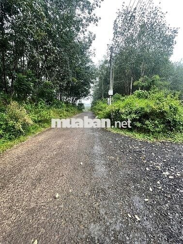 Lô thổ cư 350m2 mặt tiền đường nhựa thông liên xã rộng 19m. Ngay KCN