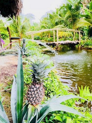 Đất thổ nhà vườn Nhơn Trạch giá rẻ 5,9TY/1900M, oto.SR chính chủ.NGỘP