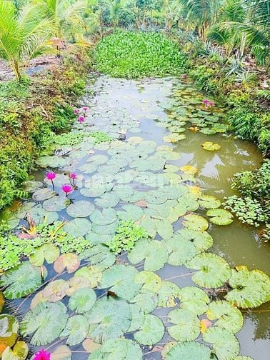 Đất thổ nhà vườn Nhơn Trạch giá rẻ 5,9TY/1900M, oto.SR chính chủ.NGỘP