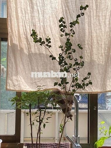 CHO THUÊ PHÒNG 70M2 NGUYỄN THIỆN THUẬT