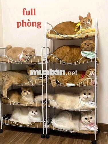 NGUYỄN VĂN NGHI–GV–HXH 6M- 5TẦNG–10 CĂN HỘ DV CAO CẤP–DOANH THU 60TR/T