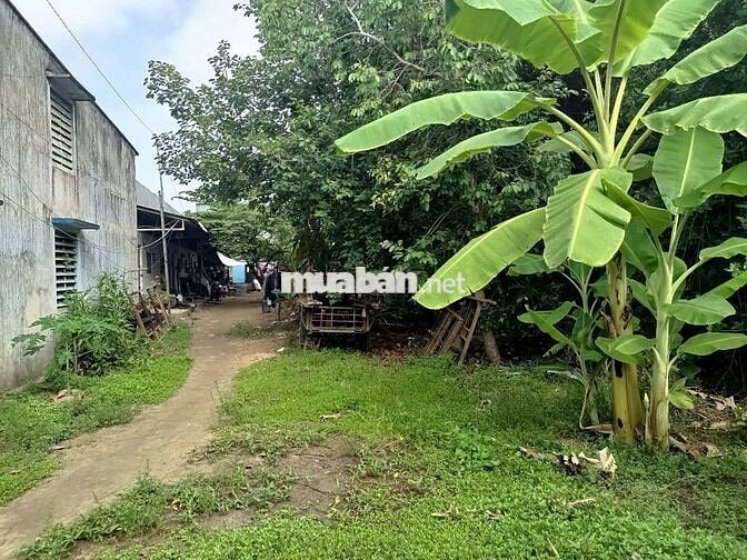 Thổ cư, tặng nhà vườn, Nguyễn Văn Trỗi, Long Châu, Tân Châu, An Giang.