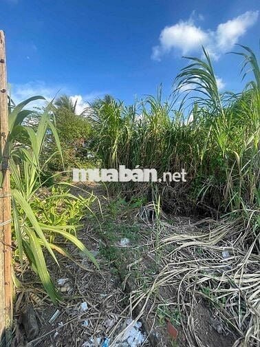 Ngân hàng thanh lý lô đất 494m2 tại thị trấn Phong Điền, TP. Cần Thơ