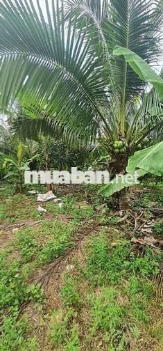 Chủ cần bán lô đất Mặt tiền Nguyễn Hoàng thanh bình thuộc xã Bàu Hàm