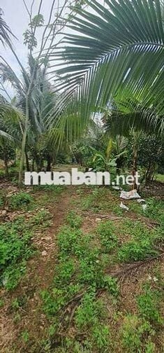 Chủ cần bán lô đất Mặt tiền Nguyễn Hoàng thanh bình thuộc xã Bàu Hàm