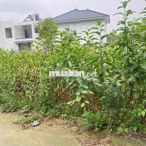 Chủ cần tiền bán gấp lô đất gần Trường ĐHQG ở Hoà Lạc DT 150m2