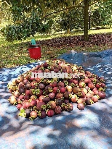 ĐẤT VƯỜN MĂNG CỤT 2145m² KÈM CĂN NHÀ CẤP 4 GIÁ CHỈ 366 TRIỆU