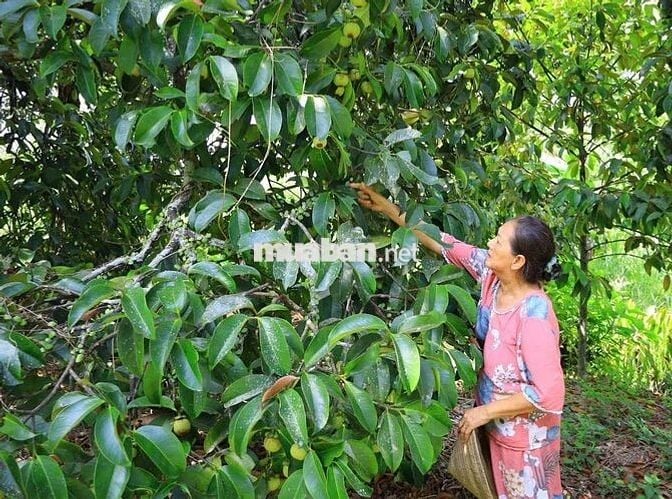 ĐẤT VƯỜN MĂNG CỤT 2145m² KÈM CĂN NHÀ CẤP 4 GIÁ CHỈ 366 TRIỆU