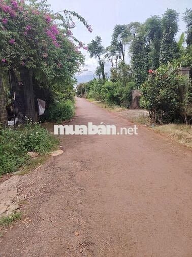 #Đất view núi Chứa Chan, Xuân Lộc, 650 triệu, 147m2