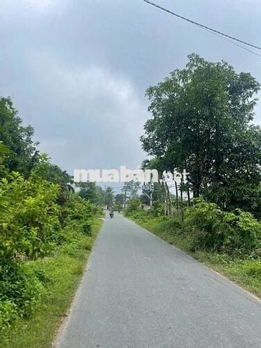 Rút vốn bán rẻ lô đất 293m2 có 100m thổ măt tiền đường nhựa xã Thái Mỹ