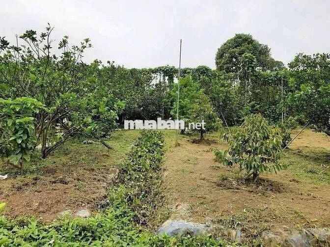 Cần bán hơn 2000m2 đất vườn giá 590tr