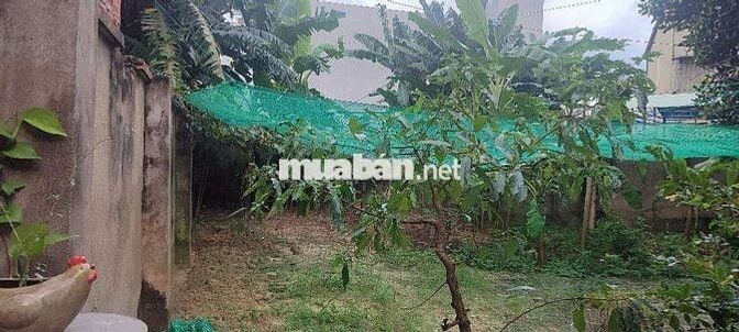 LÔ ĐẤT NỞ HẬU RẤT ĐẸP ĐƯỜNG 6M