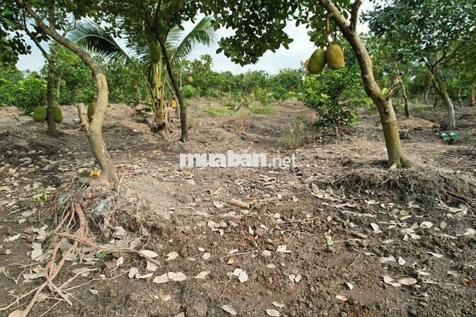 Đất vườn  1000 MV tại xã Bình Đức bến lức Long An