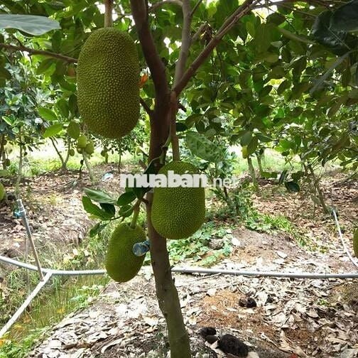 Đất vườn  1000 MV tại xã Bình Đức bến lức Long An