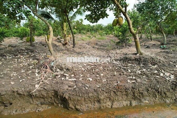 Đất vườn  1000 MV tại xã Bình Đức bến lức Long An