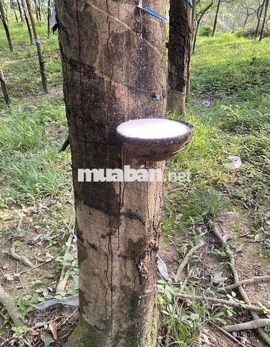 1 sào đất cao su nằm mt đường huyện 508 ngộp bán nhanh giá 310tr