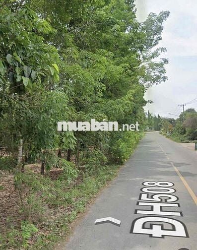 1 sào đất cao su nằm mt đường huyện 508 ngộp bán nhanh giá 310tr