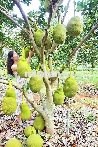 Chỉ 999tr sở hữu 1000m2 đất vườn View Kênh chuyển thổ