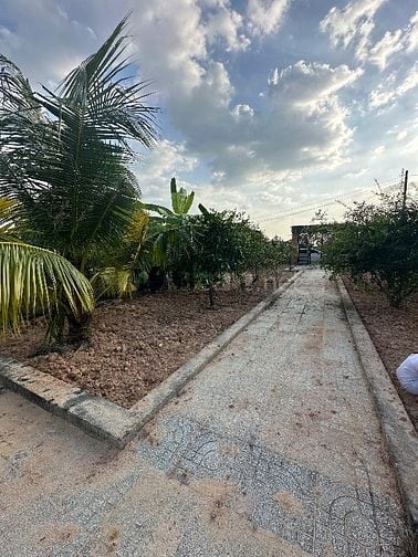 Bán đất vườn Xã Bình Mỹ Củ Chi, Đã có nhà vườn