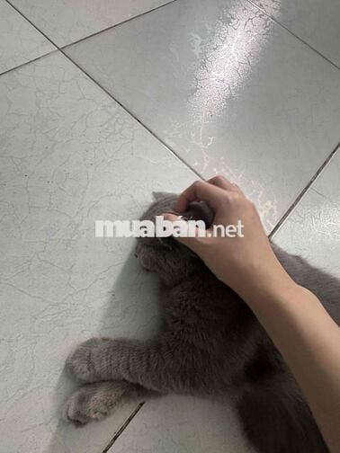 TÌM 1 BẠN Ở GHÉP – PHÒNG TRỌ NHÀ NGUYÊN CĂN