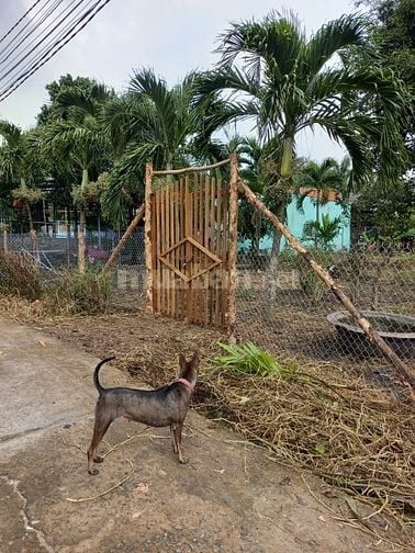 [Mỹ Lộc, Tây Ninh] Bán đất địa thế đẹp, giá hời, 1.700m2 - 8.5tỉ