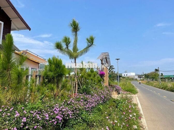 Homestay Bảo Lộc DT578m2 (14mx40m) mặt đường nhựa lớn 2 oto chỉ 2.8 tỉ