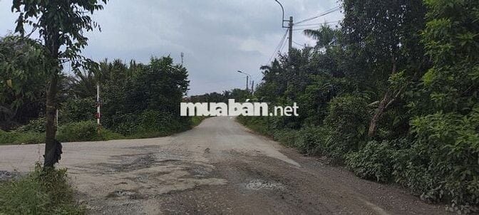 BÁN GẤP ĐẤT NÔNG NGHIỆP ĐƯỜNG BÊ TÔNG CONTAINER – XÃ THANH PHÚ