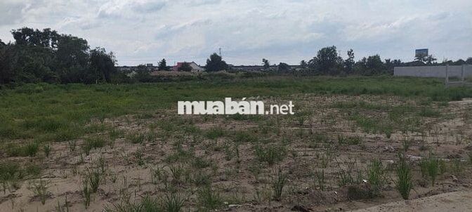 BÁN GẤP ĐẤT NÔNG NGHIỆP ĐƯỜNG BÊ TÔNG CONTAINER – XÃ THANH PHÚ
