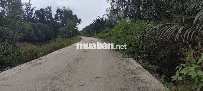 BÁN GẤP ĐẤT NÔNG NGHIỆP ĐƯỜNG BÊ TÔNG CONTAINER – XÃ THANH PHÚ