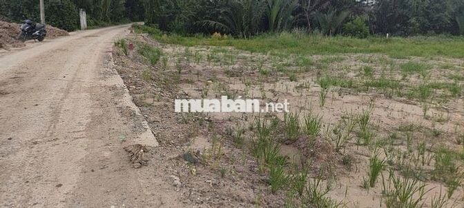 BÁN GẤP ĐẤT NÔNG NGHIỆP ĐƯỜNG BÊ TÔNG CONTAINER – XÃ THANH PHÚ