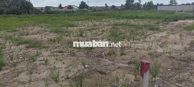 BÁN GẤP ĐẤT NÔNG NGHIỆP ĐƯỜNG BÊ TÔNG CONTAINER – XÃ THANH PHÚ