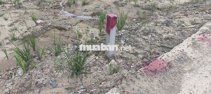 BÁN GẤP ĐẤT NÔNG NGHIỆP ĐƯỜNG BÊ TÔNG CONTAINER – XÃ THANH PHÚ