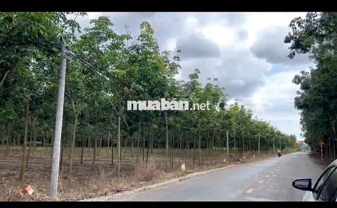 Đất Sào Giá rẻ đường nhựa xe công 3.000m² giá chốt 116 triệu/mét ngang