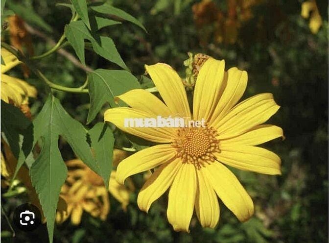 SKYCENTER CÓ BAN CÔNG FULL NỘI THẤT NHÀ THOÁNG VIEW MÁT