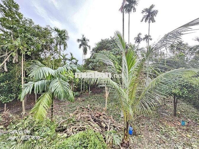 đất Vườn phường Thuânn An ngay TT TP HCM