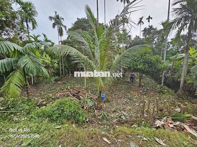 đất Vườn phường Thuânn An ngay TT TP HCM