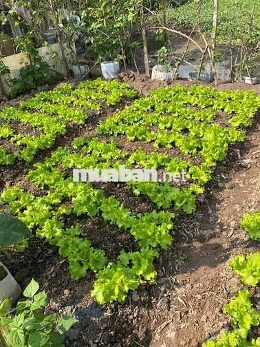 CHO THUÊ NHÀ NGUYÊN CĂN PHÂN LÔ 03 TẦNG + 01 TUM