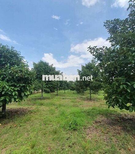 Bán Đất Xây Nghỉ Dưỡng Phường Bình Lộc - Long Khánh