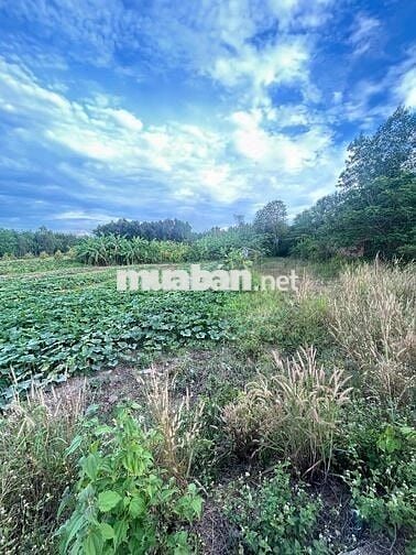 Tại Bình Mỹ, Huyện Bắc Tân Uyên, Tỉnh Bình Dương  cũ Khu dân cư hiện h