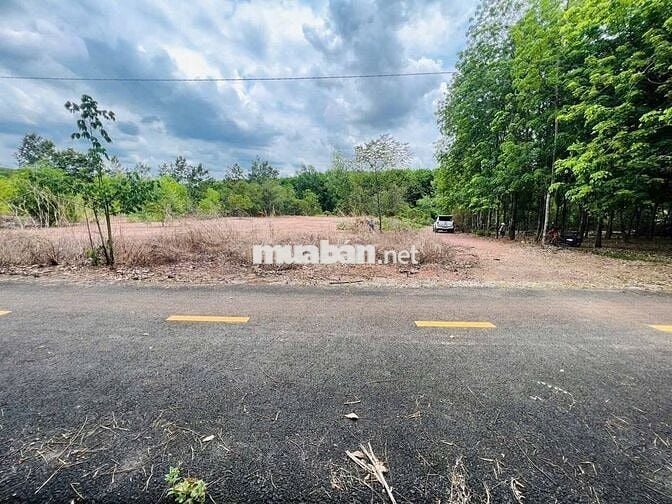 Lô Đất Ngộp Đồng Phú- Bình Phước- Giá 489tr/139m2.