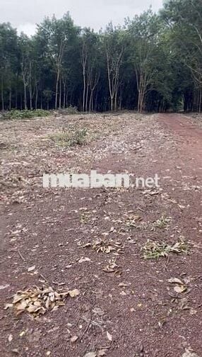 4 MIẾNG ĐẤT sổ đỏ TÂN LỢI TÌM NĂNG >1000m2 từ 400tr