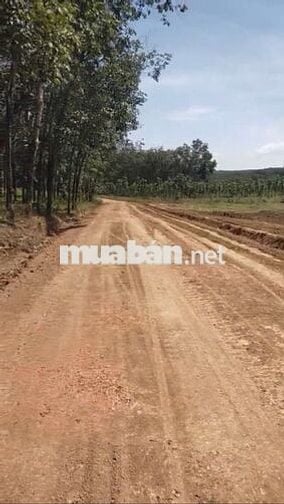 4 MIẾNG ĐẤT sổ đỏ TÂN LỢI TÌM NĂNG >1000m2 từ 400tr