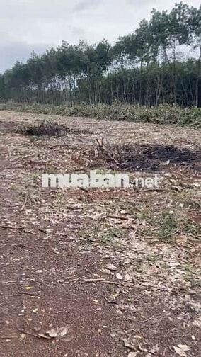 4 MIẾNG ĐẤT sổ đỏ TÂN LỢI TÌM NĂNG >1000m2 từ 400tr