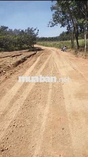 4 MIẾNG ĐẤT sổ đỏ TÂN LỢI TÌM NĂNG >1000m2 từ 400tr