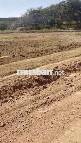 4 MIẾNG ĐẤT sổ đỏ TÂN LỢI TÌM NĂNG >1000m2 từ 400tr