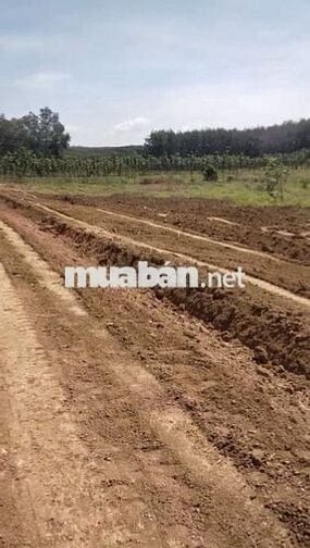 4 MIẾNG ĐẤT sổ đỏ TÂN LỢI TÌM NĂNG >1000m2 từ 400tr