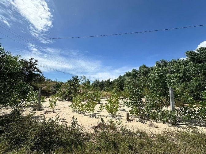 Siêu Phẩm 10023m2 View Biển LaGi – Giá Chỉ 2,6 Triệu/m² – Duy Nhất 1 L