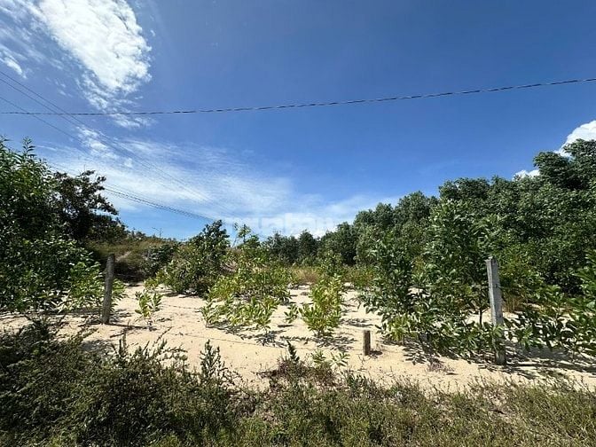 Siêu Phẩm 10023m2 View Biển LaGi – Giá Chỉ 2,6 Triệu/m² – Duy Nhất 1 L